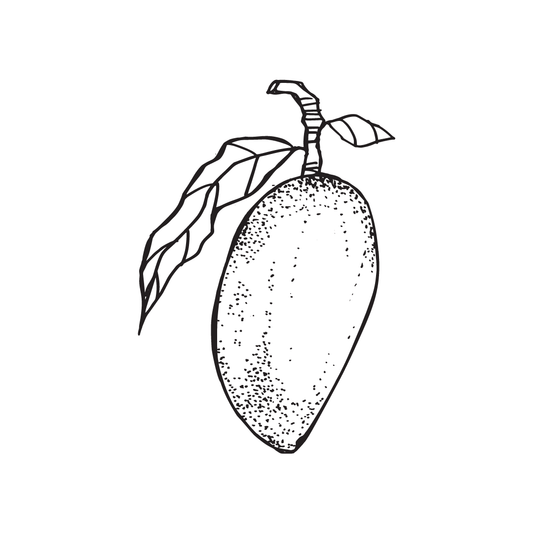 Black and white drawing of a mango for twinkle apothecary filter balm product listing 