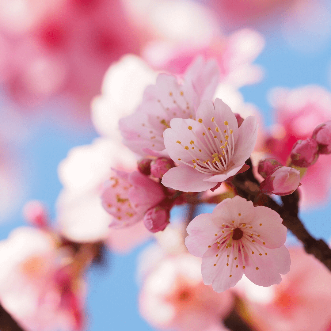 March's Surprise Scent Mood Board
