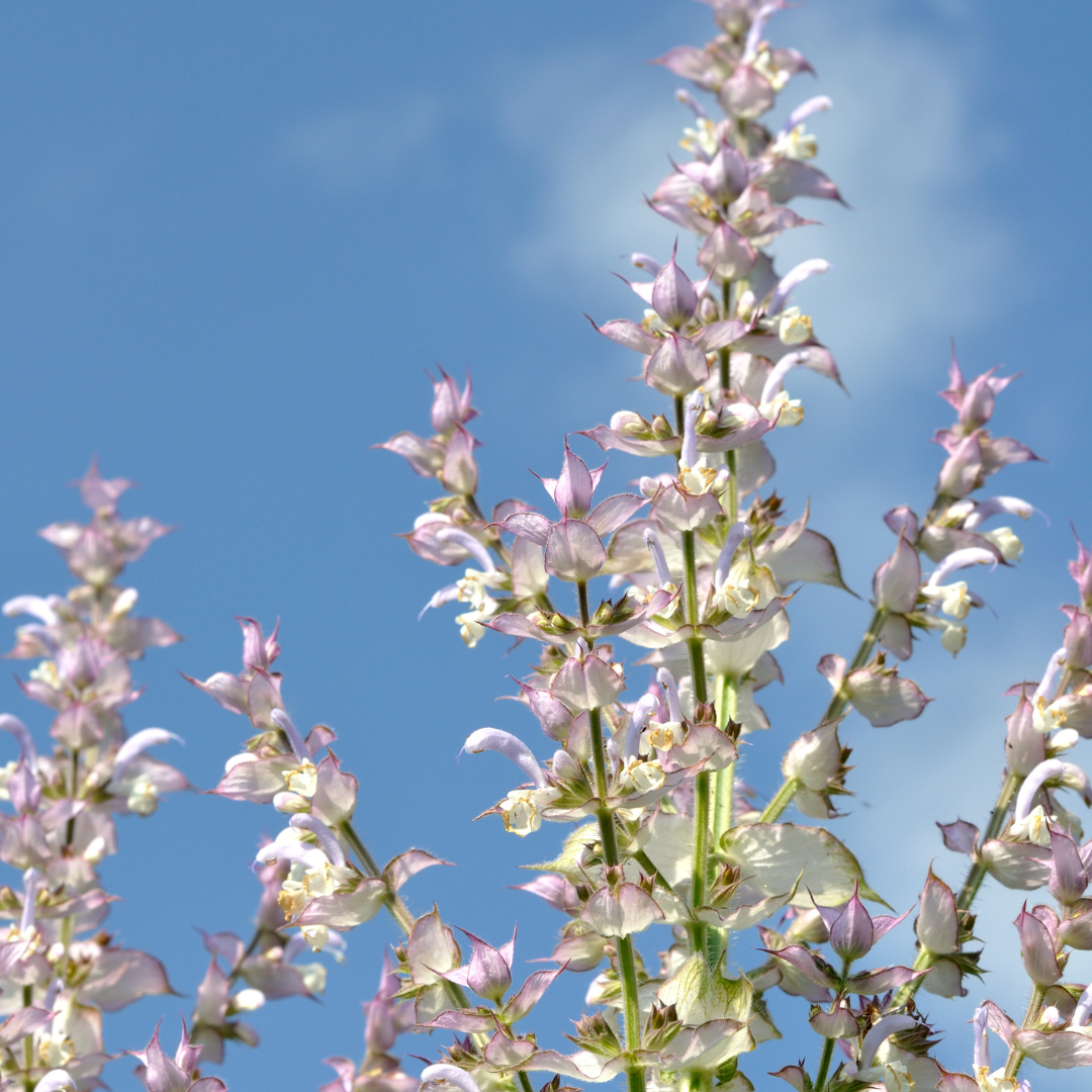 New: Our Signature Aromatherapy Blend