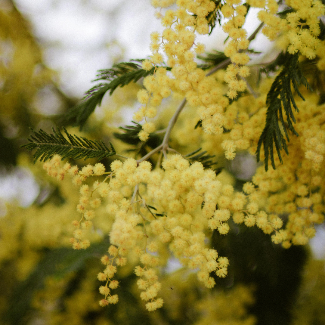Favorite Spring Scents - 2026