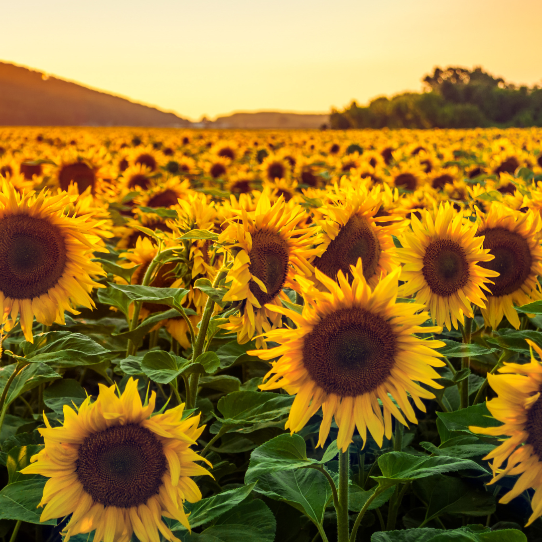 Why We Love Sunflower Oil