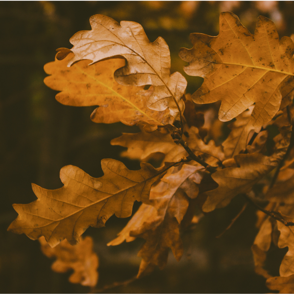 Fall Fragrances