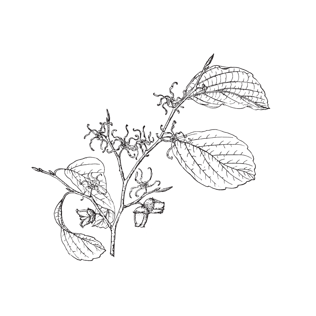drawing of witch hazel twinkle apothecary acne spot treatment 