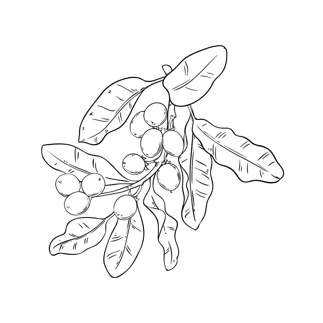 drawing of shea nuts for twinkle apothecary balm moisturizer 