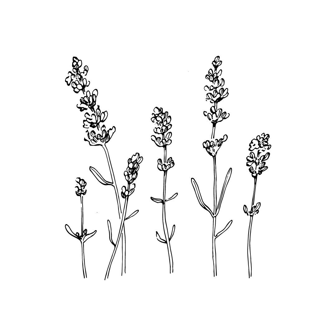 drawing of lavender for twinkle apothecary body and foot powder 