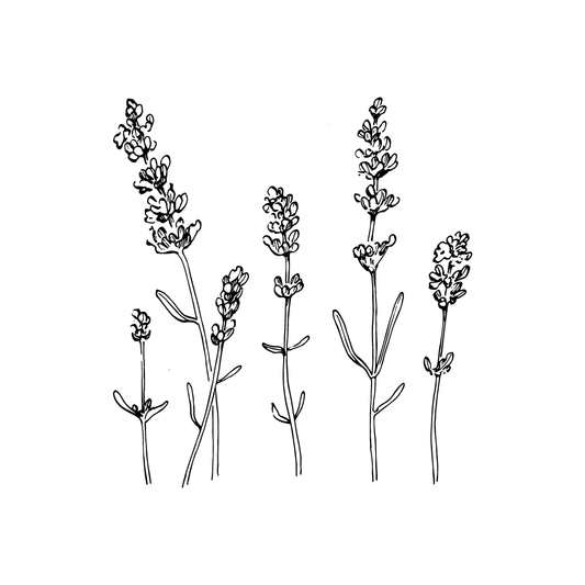 drawing of lavender for twinkle apothecary body and foot powder 