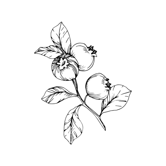 drawing of blueberries twinkle apothecary butter moisturizer 