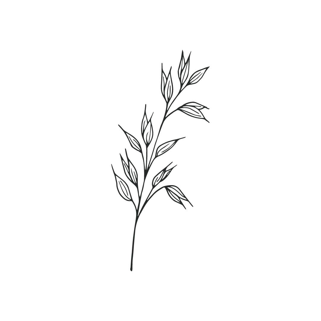 drawing of oats for twinkle apothecary oat based powder cleanser 
