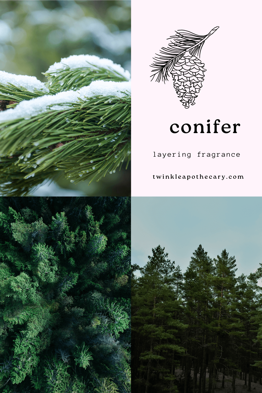 Conifer