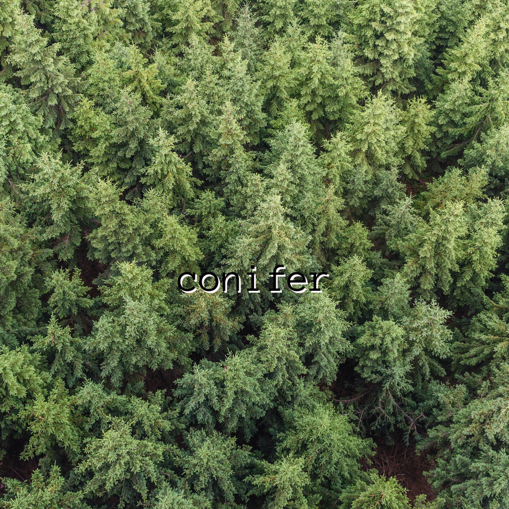 Conifer