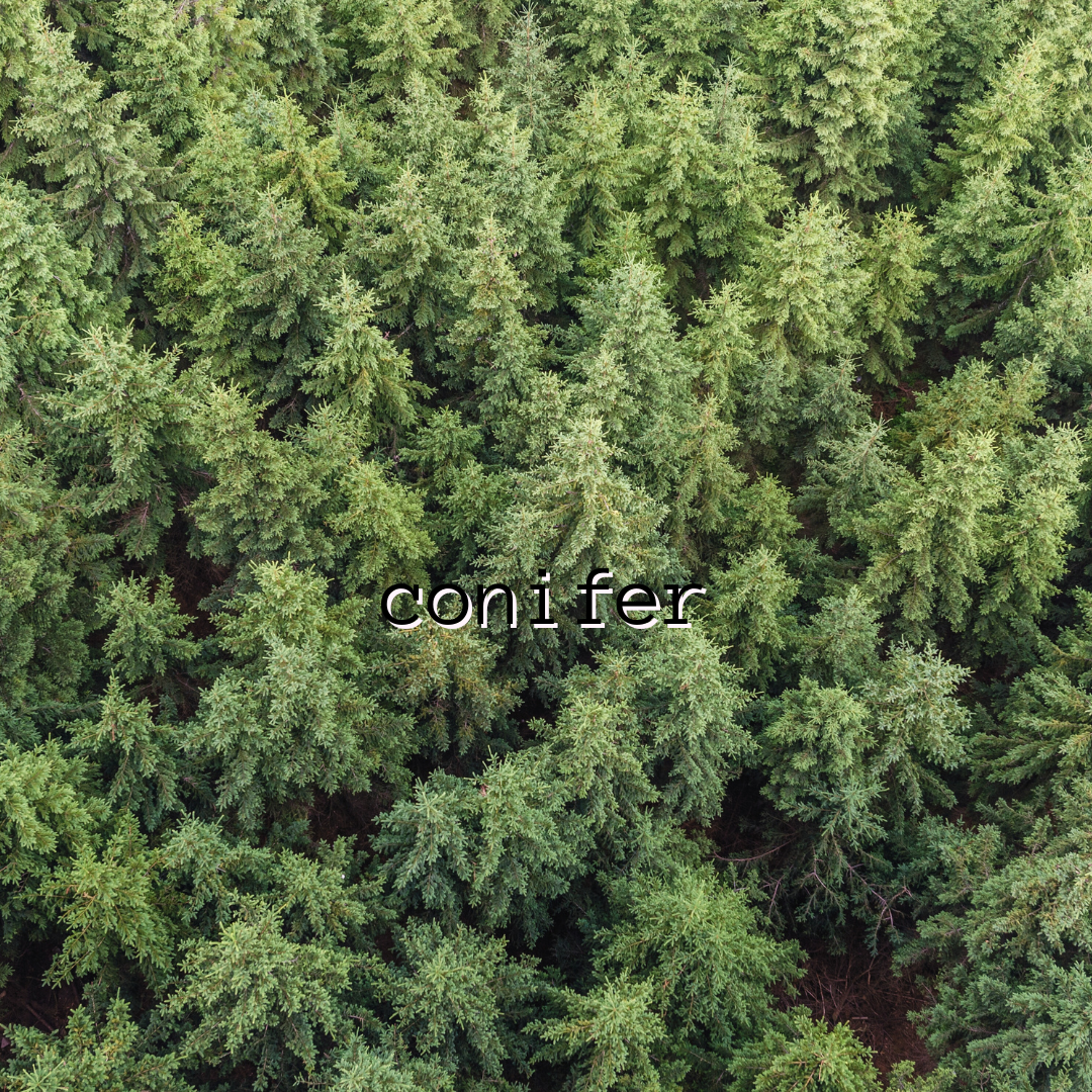 Conifer