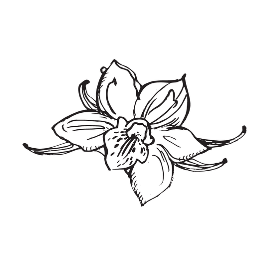 drawing of vanilla flower for twinkle apothecary cream single note perfume 