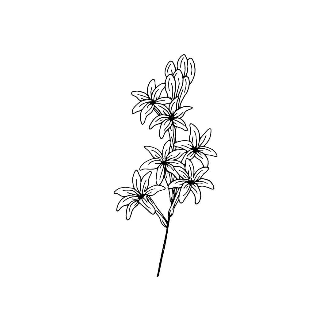 black and white drawing of tuberose for twinkle apothecary natural fragrance crushed tuberose 