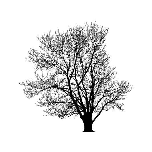 black and white drawing of a tree for twinkle apothecary dark woods organic fragrance 