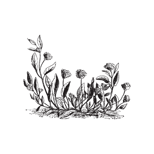 black and white drawing of sprouted plants for twinkle apothecary earth single note fragrance 