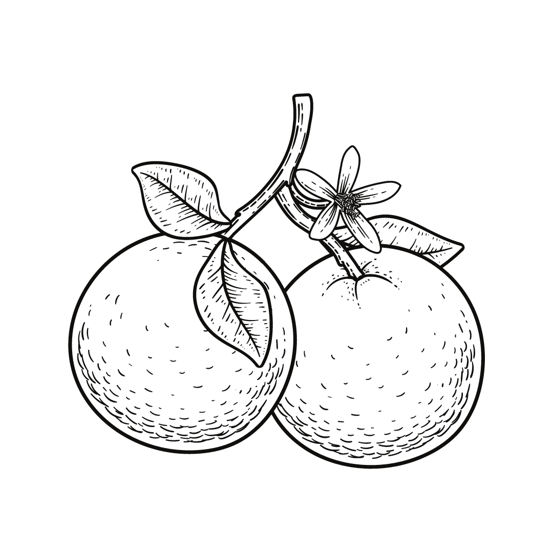 black and white drawing of oranges for twinkle apothecary essential oil rollers listing 