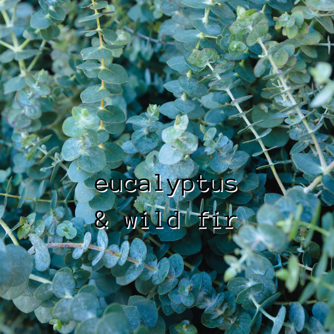Eucalyptus & Wild Fir