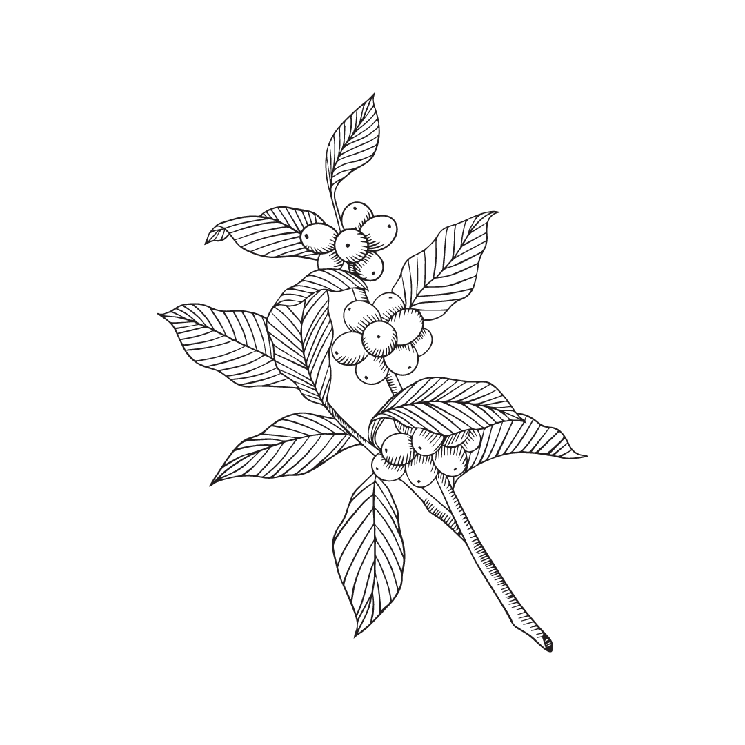 drawing of coffee plant for twinkle apothecary eye serum product listing 