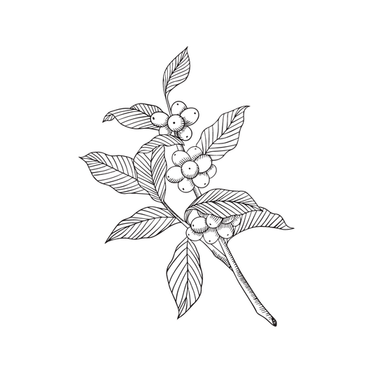 drawing of coffee plant for twinkle apothecary eye serum product listing 