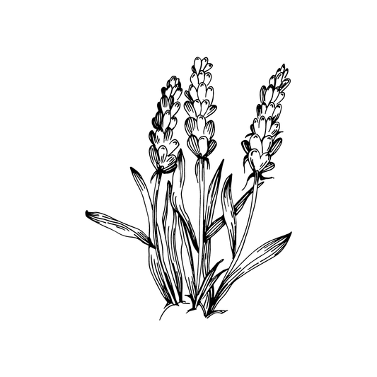 black and white drawing of a lavender plant for twinkle apothecary lavender perfume listing 