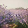 Lavender