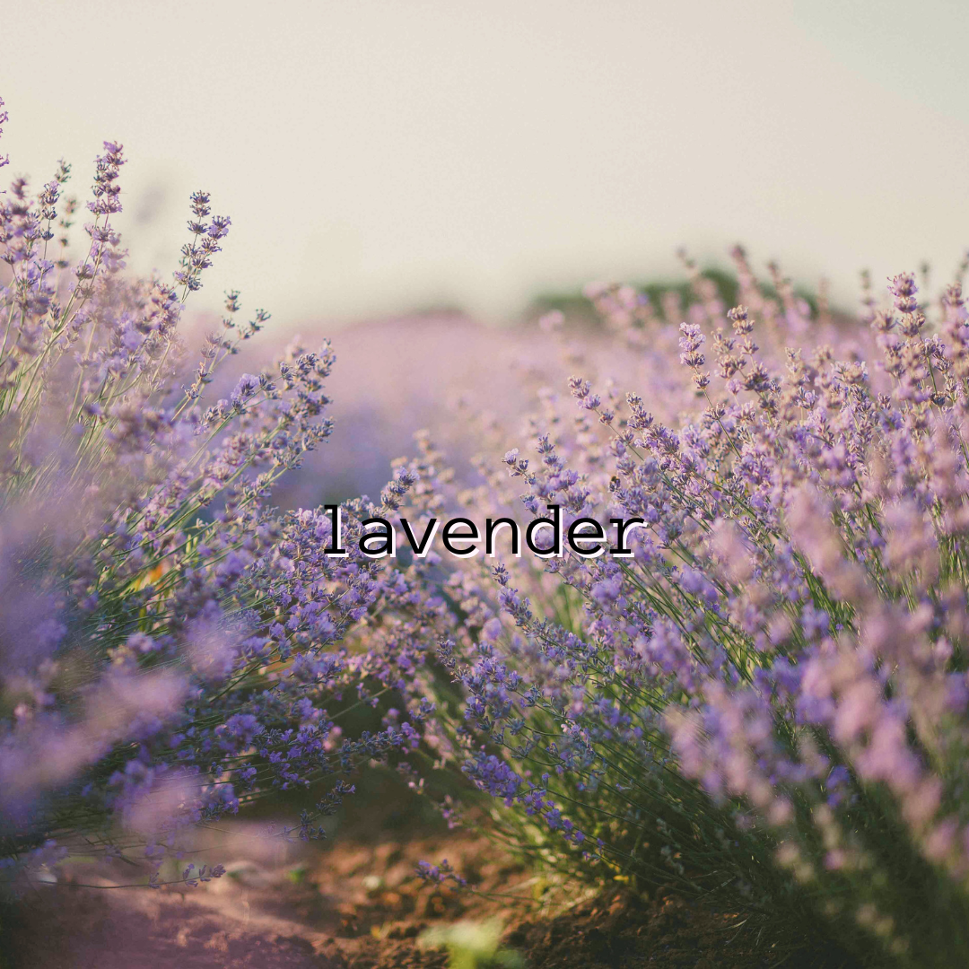 Lavender
