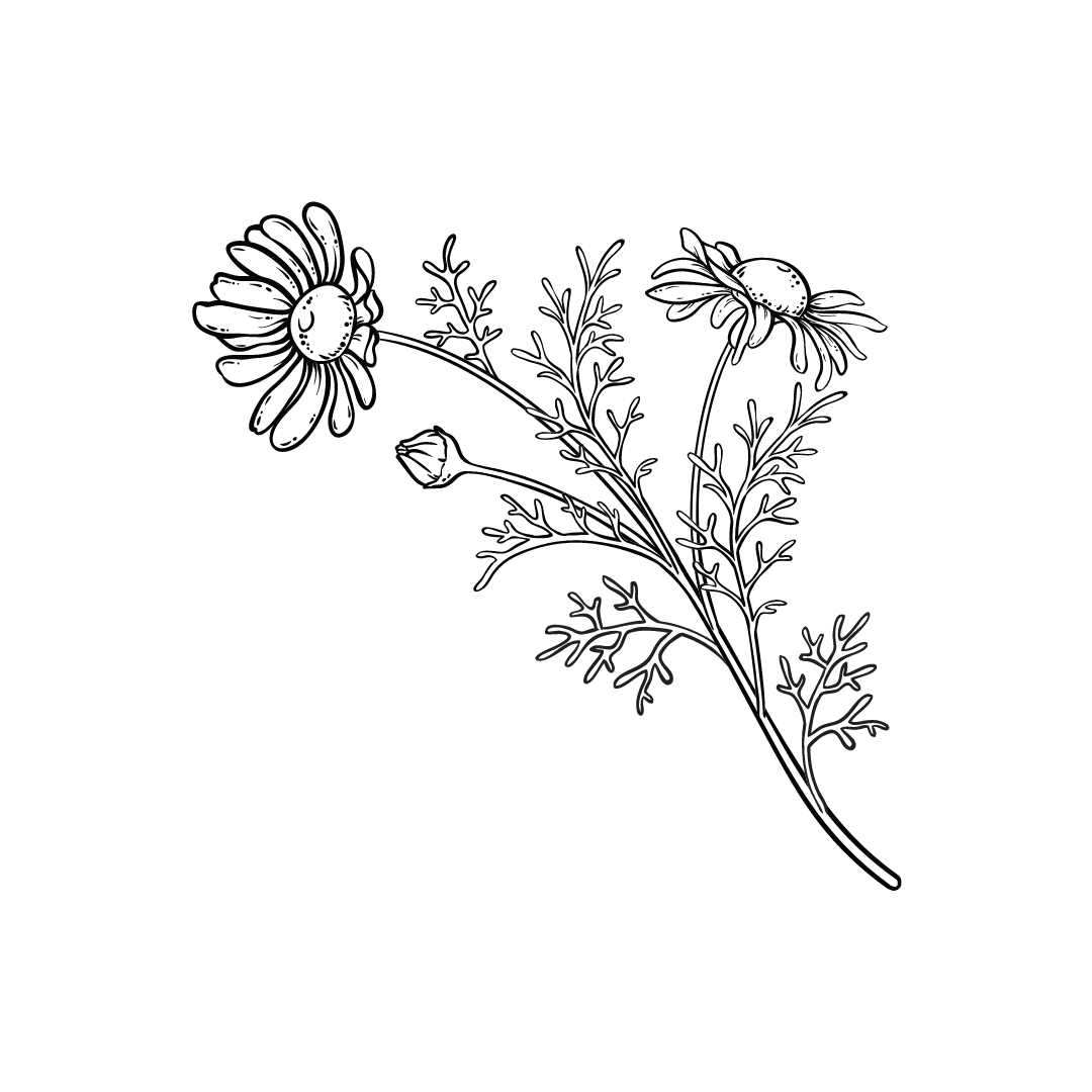 black and white drawing of chamomile plant for twinkle apothecary light lotion product listing