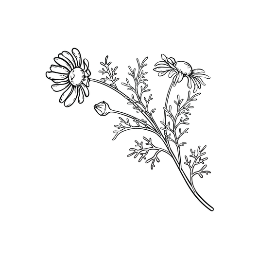 black and white drawing of chamomile plant for twinkle apothecary light lotion product listing