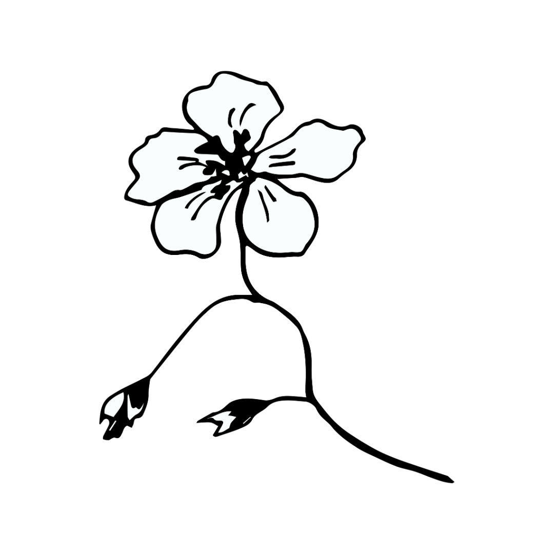 black and white drawing of a flower for twinkle apothecary nectar single note natural fragrance 