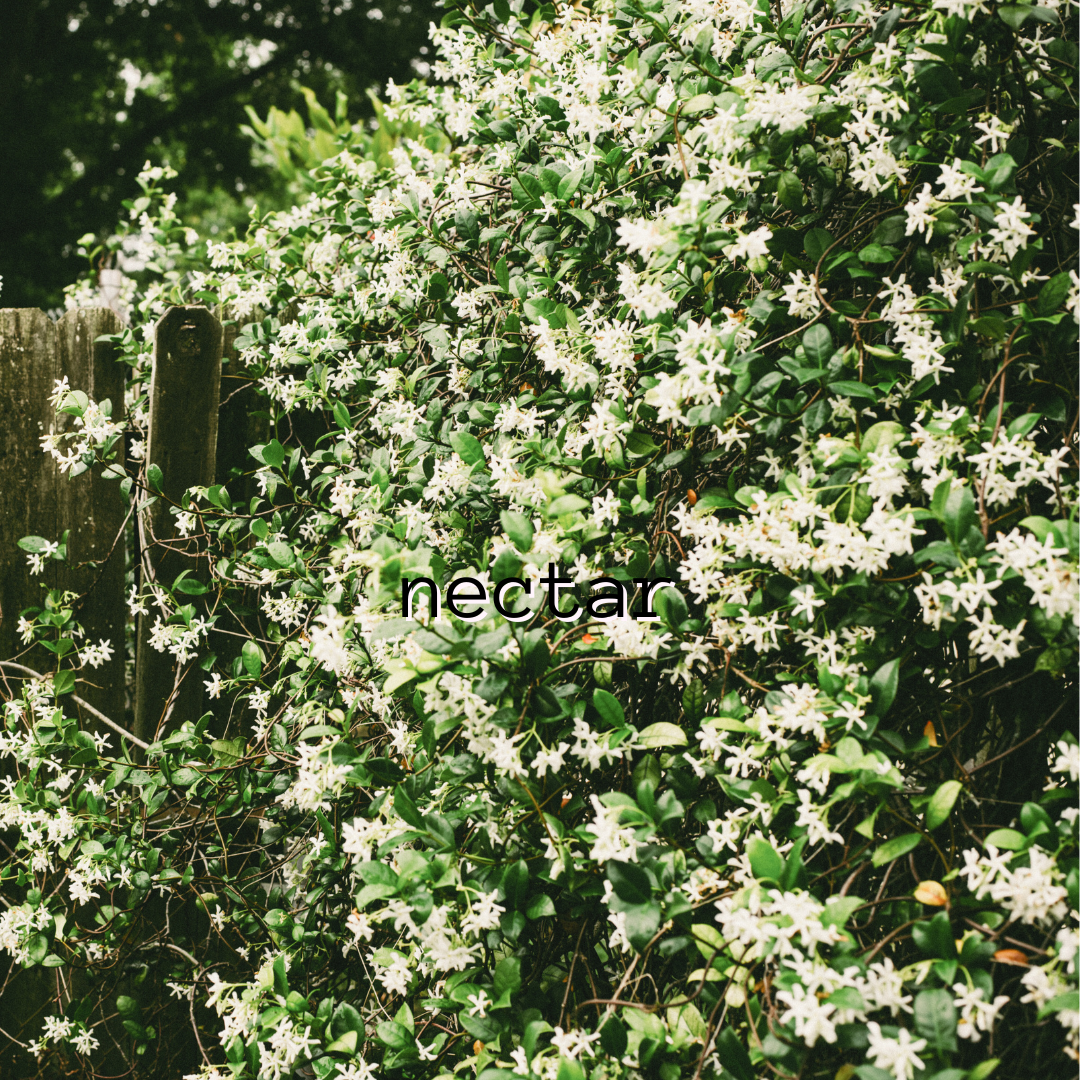 Nectar