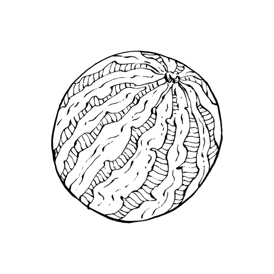 black and white drawing of a melon for twinkle apothecary oil product listing 