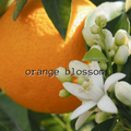 Orange Blossom
