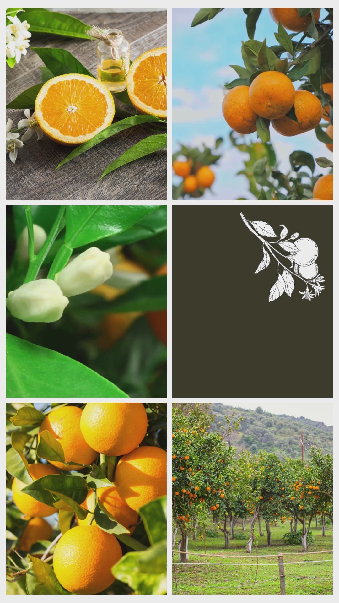 Orange Blossom