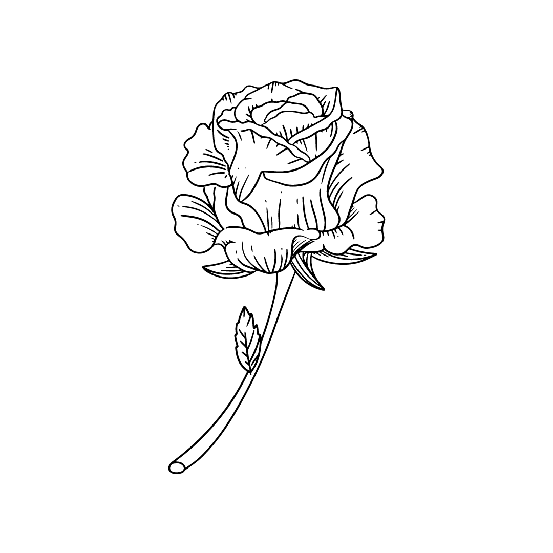 black and white rose drawing for twinkle apothecary rose single note perfume listing 