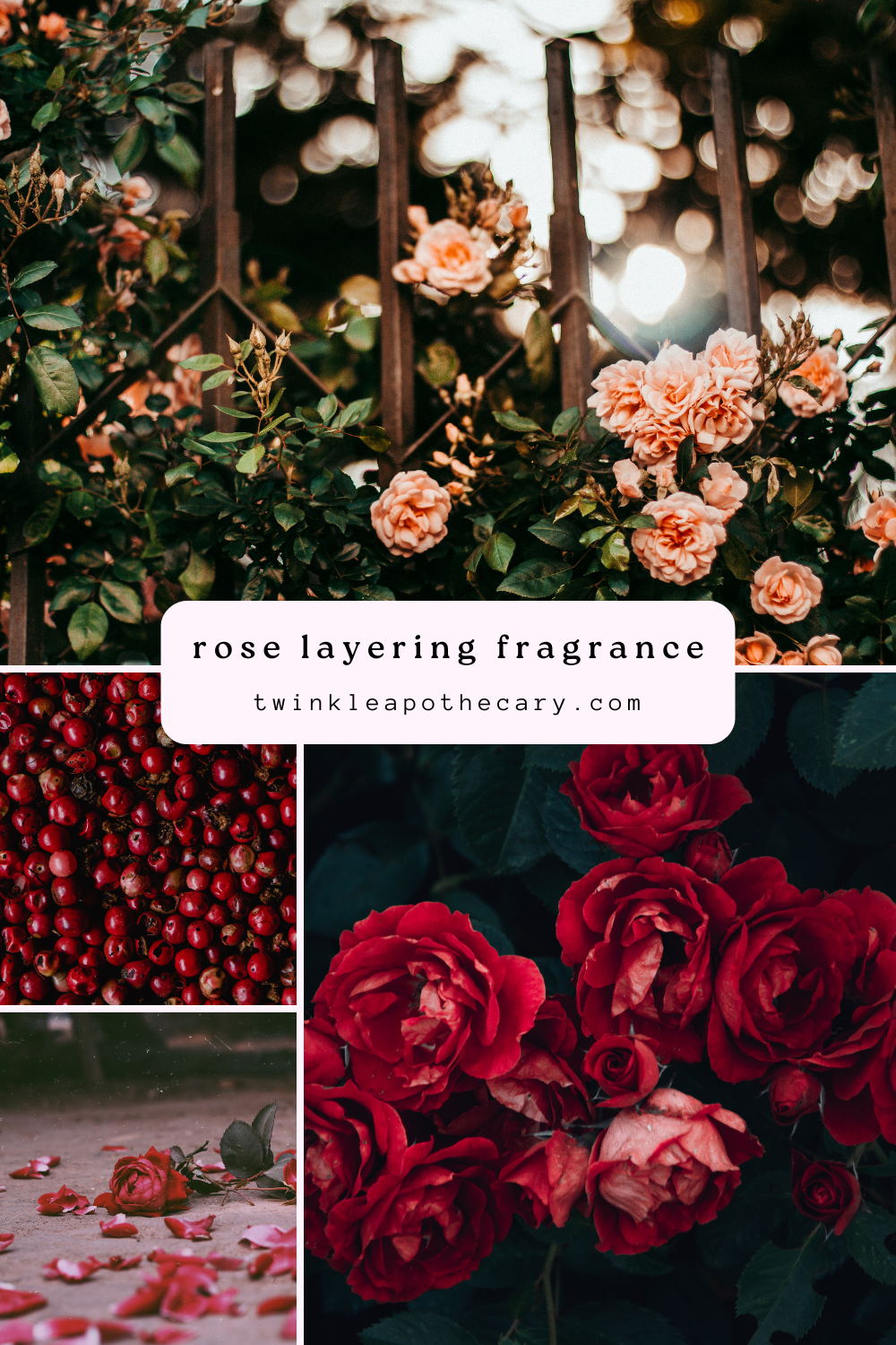 Rose