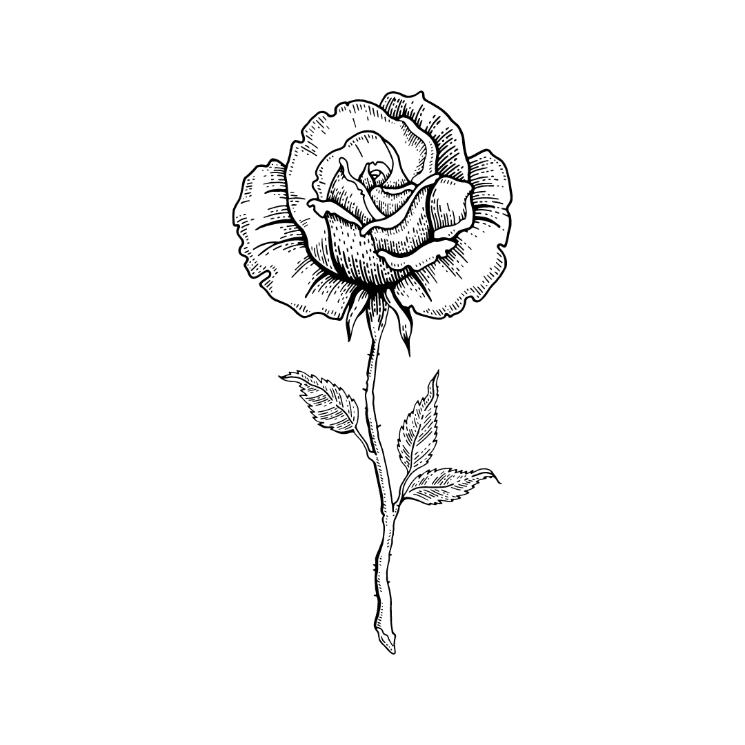black and white drawing of a rose for twinkle apothecary rose cream natural fragrance listing 