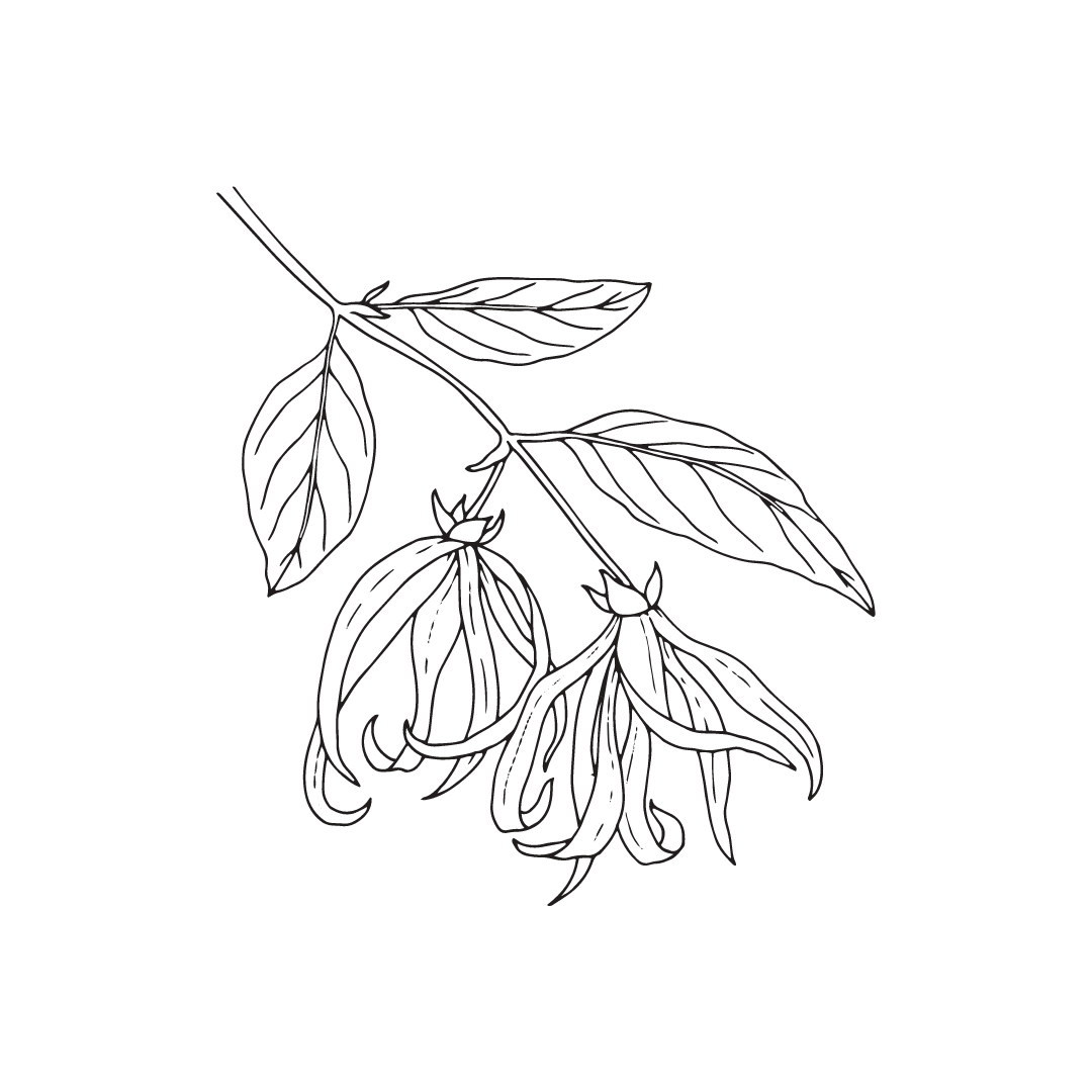 black and white drawing of ylang ylang flower for twinkle apothecary setting powder listing 