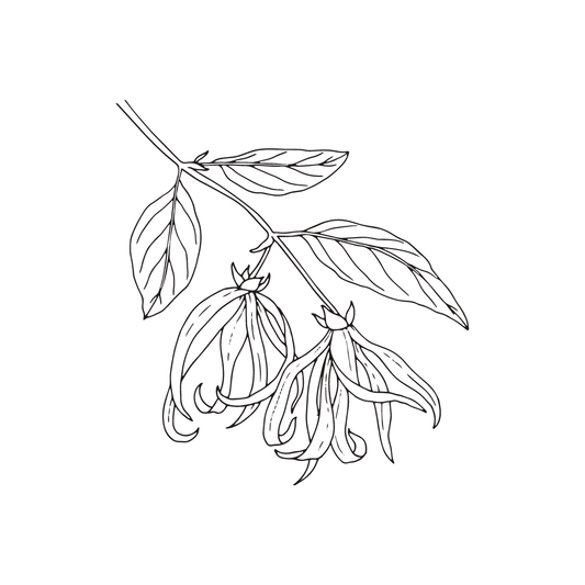 black and white drawing of ylang ylang flower for twinkle apothecary setting powder listing 