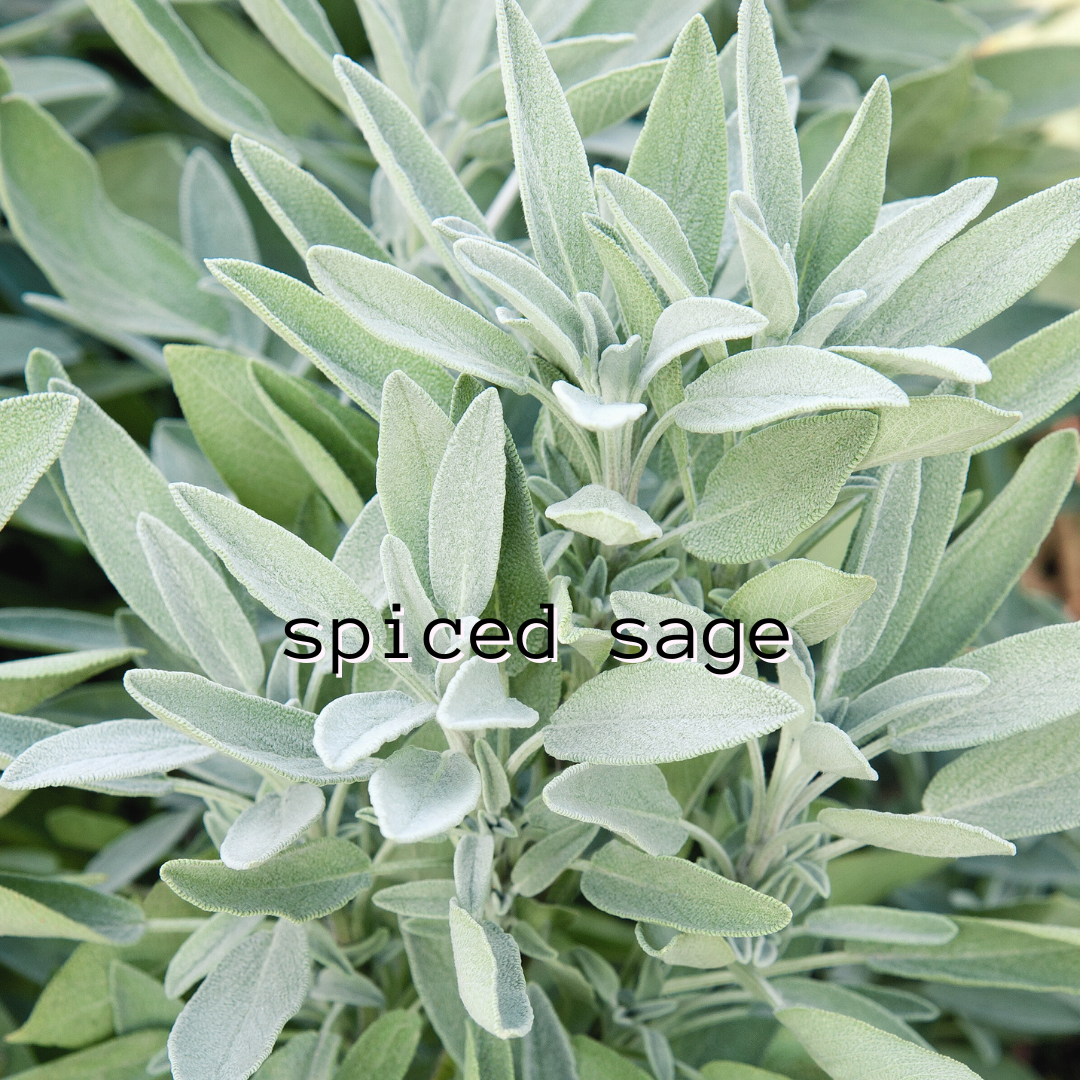 Spiced Sage - To Be Retired