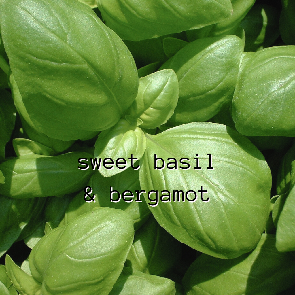 Sweet Basil & Bergamot