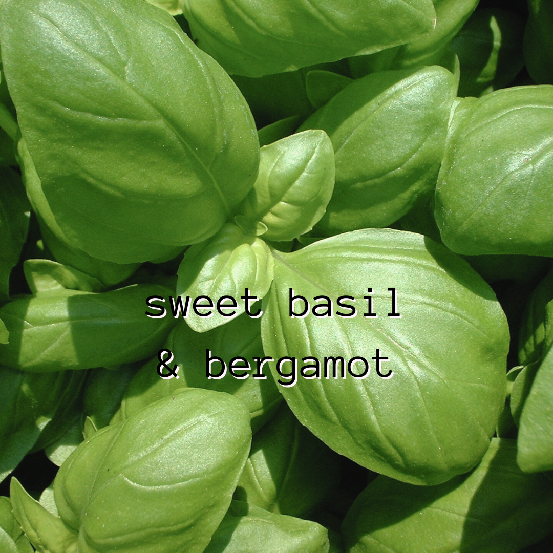 Sweet Basil & Bergamot