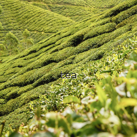 Tea