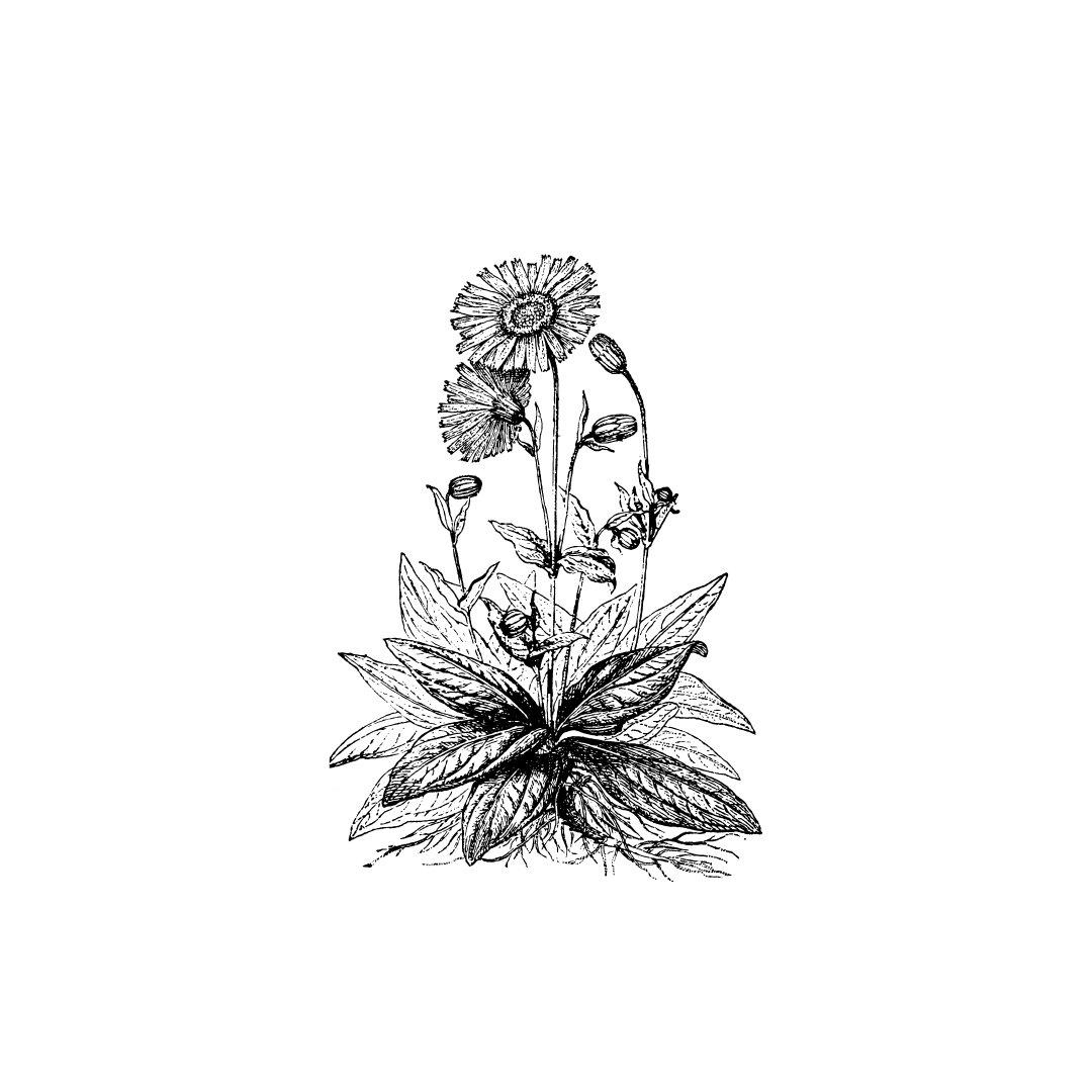 Tobacco Snow: stand-alone fragrance