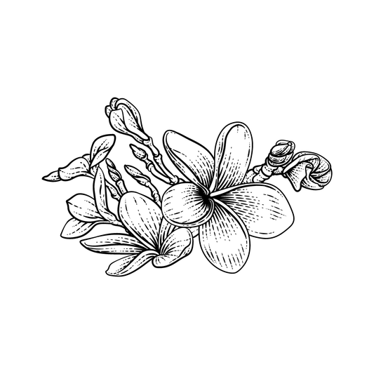 black and white drawing of plumeria flower for twinkle apothecary tropic floral perfume listing 