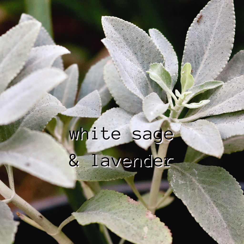 White Sage & Lavender